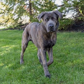 Rescue Cane Corso and Mixed Breed Dogs for Adoption in Erie, Pennsylvania - Walter | PetCurious