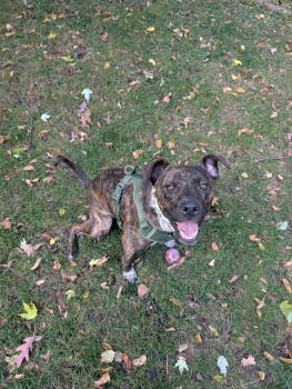 Rescue Plott Hound and Labrador Retriever Dogs for Adoption in Minneapolis, Minnesota - Kellog | PetCurious