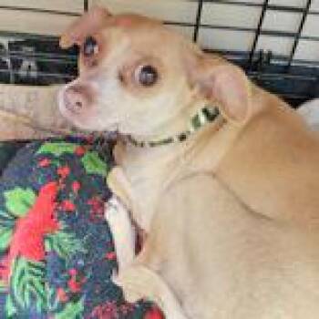 Rescue Chihuahua Dogs for Adoption in Portsmouth, Ohio - Carmela | PetCurious
