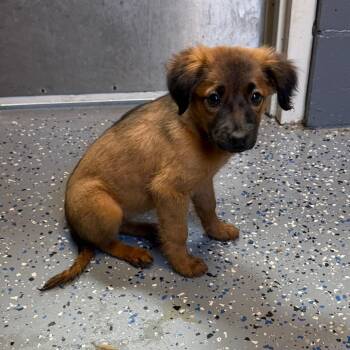 Fiona -  Shepherd and Mountain Cur Dog for Adoption in Tuscaloosa, Alabama - Fiona | PetCurious