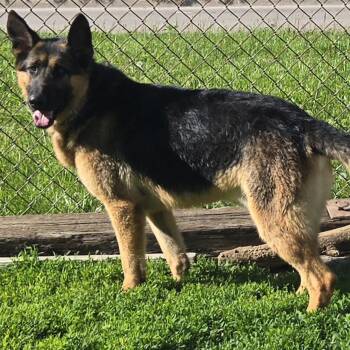 Native -  German Shepherd Dog Dog Available for Adoption in Keokuk, Iowa - Native | PetCurious