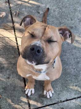 Nutmeg -  Pit Bull Terrier Dog for Adoption in Bowling Green, Ohio - Nutmeg | PetCurious