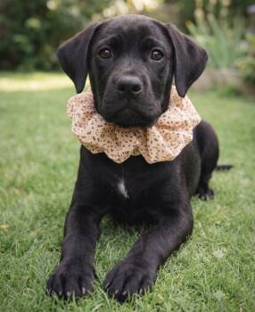 Toby -  Black Labrador Retriever Dog for Adoption in Crown Point, Indiana - Toby | PetCurious