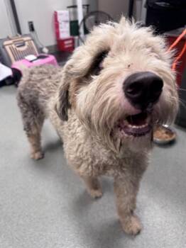 OPAL -  Poodle and Australian Shepherd Dog for Adoption in Ontario, California - OPAL | PetCurious