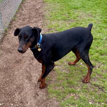 Doberman Pinscher and Mixed Breed Dogs Available for Adoption in Metamora, Michigan - Theo | PetCurious