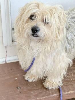 Brando -  Yorkshire Terrier Dog for Adoption in Winter Garden, Florida - Brando | PetCurious