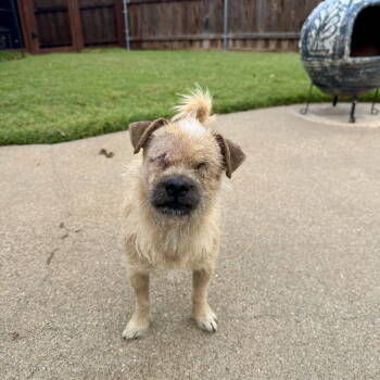 Rescue Terrier Dogs for Adoption in Dallas, Texas - Popeye Pete | PetCurious