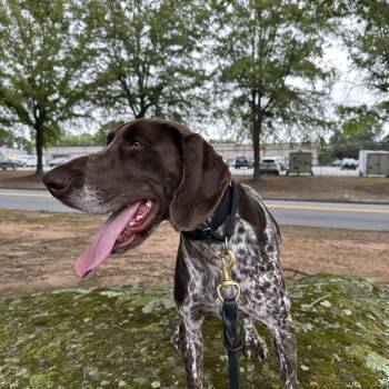Tiba -  German Shorthaired Pointer Dog for Adoption in Newnan, Georgia - Tiba | PetCurious