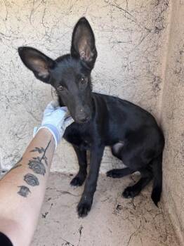 A480258 -  Belgian Shepherd Malinois Dog for Adoption in Oklahoma City, Oklahoma - A480258 | PetCurious