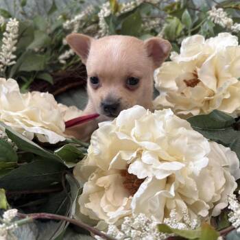 Poppy -  Chihuahua Dog for Adoption in Benton City, Washington - Poppy | PetCurious
