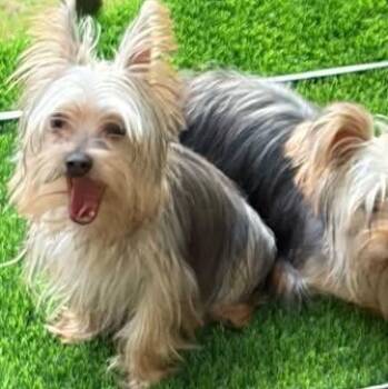 Theo -  Yorkshire Terrier Dog for Adoption in Matthews, North Carolina - Theo | PetCurious