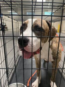 BOXER -  Boxer and Pit Bull Terrier Dog for Adoption in Las Vegas, Nevada - BOXER | PetCurious
