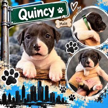 Quincy -  Mixed Breed Dog for Adoption in Pleasant Ridge, Michigan - Quincy | PetCurious