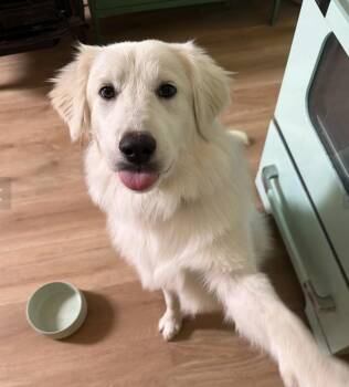 Great Pyrenees Dogs Available for Adoption in Davis, California - Clover | PetCurious