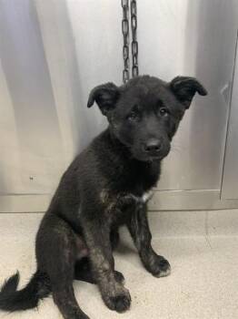 MASARU -  Akita Dog for Adoption in Fairbanks, Alaska - MASARU | PetCurious