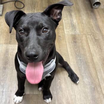 Labrador Retriever and Mixed Breed Dogs Available for Adoption - Willie Nelson | PetCurious