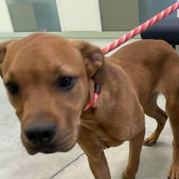 Terrier Dogs Available for Adoption in Des Moines, Iowa - Scrappy Doo | PetCurious