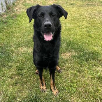 Shepherd and Mixed Breed Dogs Available for Adoption in Spokane, Washington - Smokey | PetCurious