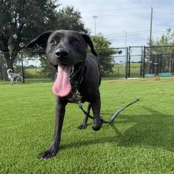 Rescue Labrador Retriever and Mixed Breed Dogs for Adoption in Dallas, Texas - Erika | PetCurious