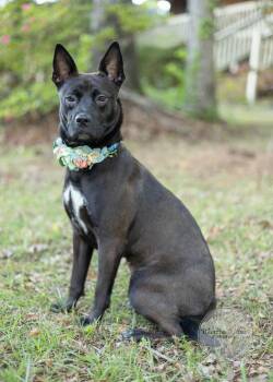 LuLu -  Schipperke and Terrier Dog Available for Adoption in Tuscaloosa, Alabama - LuLu | PetCurious