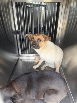 Pug and Australian Cattle Dog Blue Heeler Dogs Available for Adoption in Dallas, Texas - JAMES | PetCurious