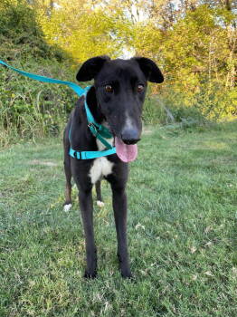 Rescue Greyhound Dogs for Adoption in Raytown, Missouri - Finn | PetCurious