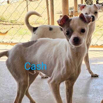 Rescue Chihuahua Dogs for Adoption in Midland, Texas - Cash | PetCurious
