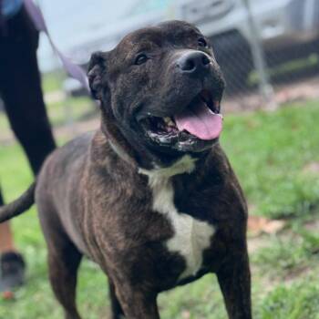 Rocky -  Pit Bull Terrier and Mixed Breed Dog for Adoption in Lake Panasoffkee, Florida - Rocky | PetCurious