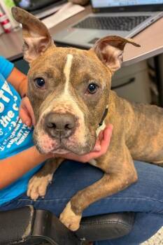 Stu -  Mixed Breed Dog for Adoption in Cincinnati, Ohio - Stu | PetCurious