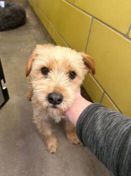 Mixed Breed Dogs Available for Adoption in Minot, North Dakota - Benji | PetCurious