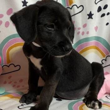 Pippi -  Labrador Retriever Dog for Adoption in Brookeville, Maryland - Pippi | PetCurious