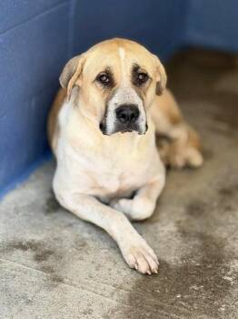 Sheeva -  Mixed Breed Dog for Adoption in Leitchfield, Kentucky - Sheeva | PetCurious
