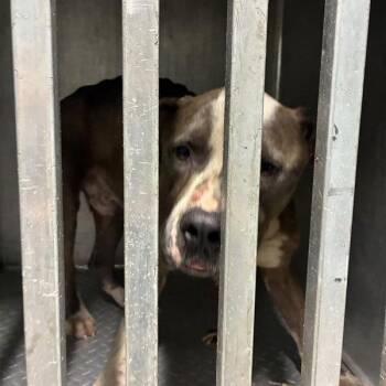 Tater -  Pit Bull Terrier Dog for Adoption in Greensboro, North Carolina - Tater | PetCurious
