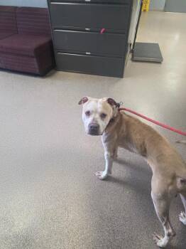 Clown -  Staffordshire Bull Terrier Dog for Adoption in Troy, Ohio - Clown | PetCurious
