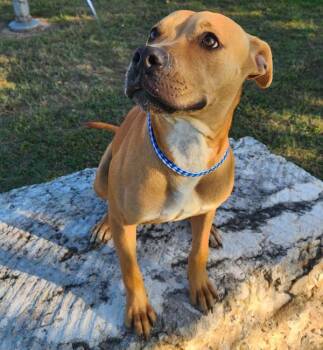 Pit Bull Terrier Dogs Available for Adoption - Cheddar | PetCurious