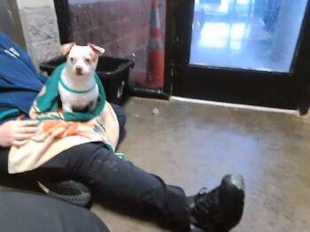 Chihuahua and Mixed Breed Dogs Available for Adoption in Tulsa, Oklahoma - PEPPA PIG | PetCurious