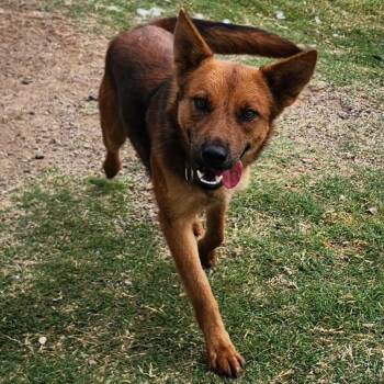 Rescue German Shepherd Dog Dogs for Adoption in Weatherford, Texas - BREA | PetCurious