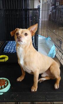 Rescue Terrier Dogs for Adoption in Oakdale, California - Tito | PetCurious