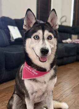 Rescue Siberian Husky Dogs for Adoption in Pflugerville, Texas - Dakota | PetCurious