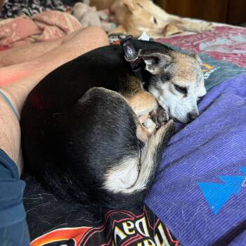 Rescue Chihuahua Dogs for Adoption in Warren, Rhode Island - Keke | PetCurious