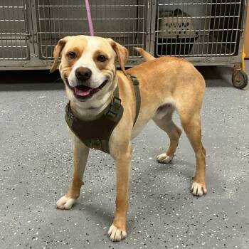 Milo (Taika) -  Mixed Breed Dog Available for Adoption in Saint Joseph, Missouri - Milo (Taika) | PetCurious