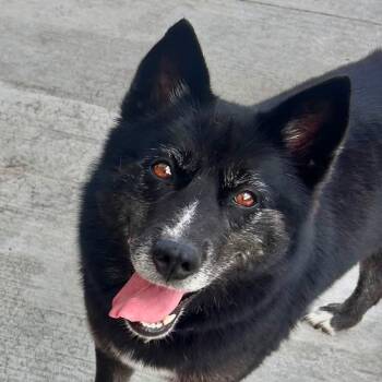 Debbie -  Mixed Breed and Akita Dog for Adoption in Warren, Ohio - Debbie | PetCurious