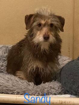 Rescue Terrier Dogs for Adoption in Rutherfordton, North Carolina - Sandy | PetCurious