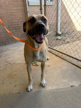 Duke -  Boxer and Bull Terrier Dog for Adoption in Fayetteville, Tennessee - Duke | PetCurious