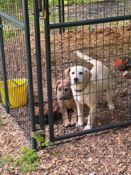 Labrador Retriever and Shepherd Dogs Available for Adoption in Newport, New Hampshire - Annie | PetCurious