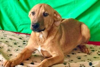 Pot Pie -  Mixed Breed Dog for Adoption in Westland, Michigan - Pot Pie | PetCurious