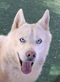 Siberian Husky and Mixed Breed Dogs Available for Adoption - Chad | PetCurious