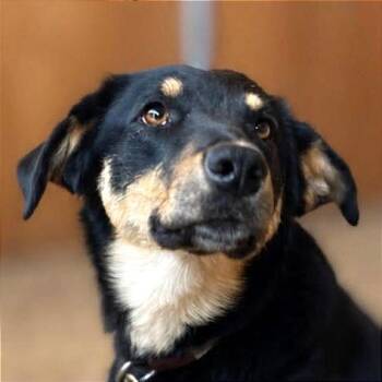 Deega -  Shepherd and Mixed Breed Dog for Adoption in Tonasket, Washington - Deega | PetCurious