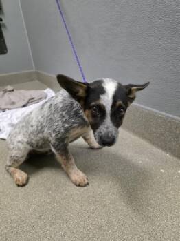 STITCH -  Australian Cattle Dog Blue Heeler Dog for Adoption in Las Vegas, Nevada - STITCH | PetCurious