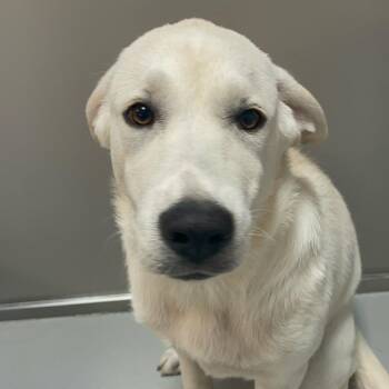 Gracie (Thelma) -  Labrador Retriever and Mixed Breed Dog for Adoption in Branson, Missouri - Gracie (Thelma) | PetCurious